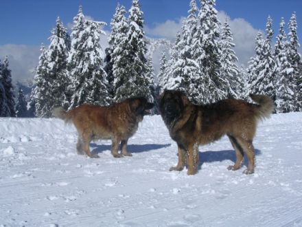 Romantikgut Millinghof