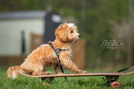 Hundeschule & Praxis für Verhaltensmedizin Dr. Sandra Bruns
