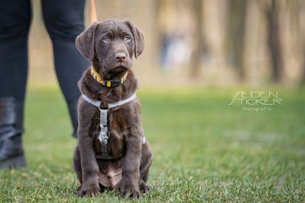 Hundeschule & Praxis für Verhaltensmedizin Dr. Sandra Bruns