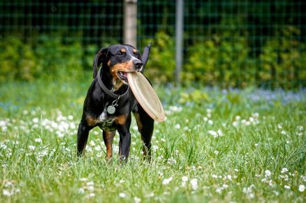Hundeschule & Praxis für Verhaltensmedizin Dr. Sandra Bruns