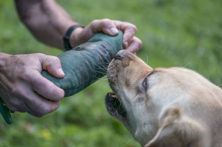 Hundeschule & Praxis für Verhaltensmedizin Dr. Sandra Bruns