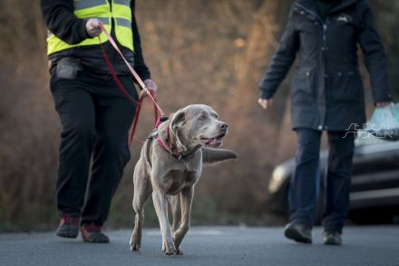 Hundeschule & Praxis für Verhaltensmedizin Dr. Sandra Bruns