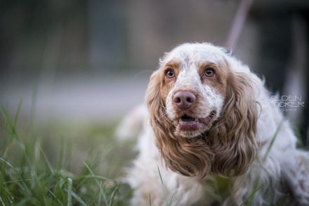 Hundeschule & Praxis für Verhaltensmedizin Dr. Sandra Bruns