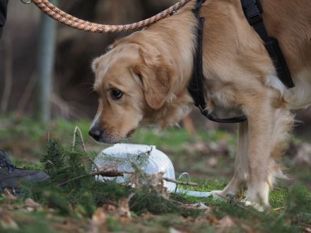 Hundeschule & Praxis für Verhaltensmedizin Dr. Sandra Bruns
