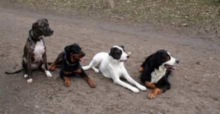 mobile Hundeschule Tierverstand