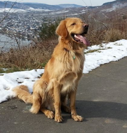 Deckrüde Fürst Jumper von den Ruhrwiesen