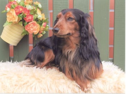 Merlin from the Blue Dust