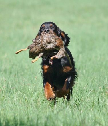 Baxter vom Helenstein