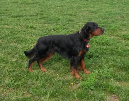 Baxter vom Helenstein