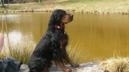 Baxter vom Helenstein