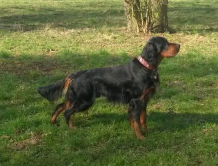 Baxter vom Helenstein