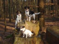 Hundeschule Gassmann