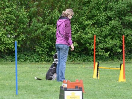 Hundetraining Tierärztin Simone Drechsler