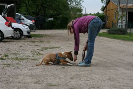 Hundetraining Tierärztin Simone Drechsler