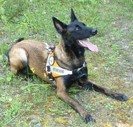 Hundetraining Tierärztin Simone Drechsler