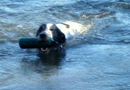 Hundetraining Tierärztin Simone Drechsler