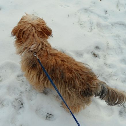 Jay Jay Coffee Ole from the little heroes