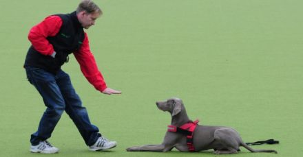 DogCoach INDOOR Hundeschule