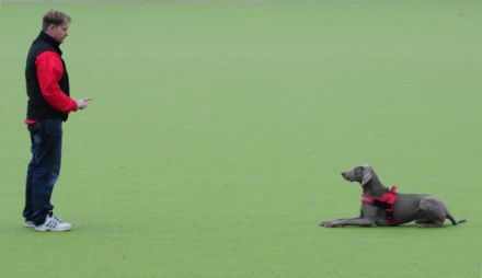 DogCoach INDOOR Hundeschule