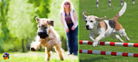DogCoach INDOOR Hundeschule