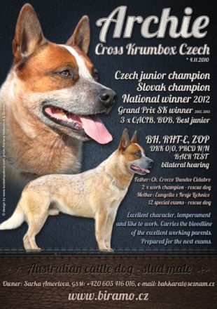 Ch. Jch. Archie Cross