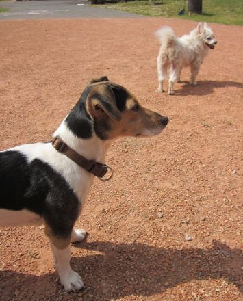 Hundepension im "ponygarden"