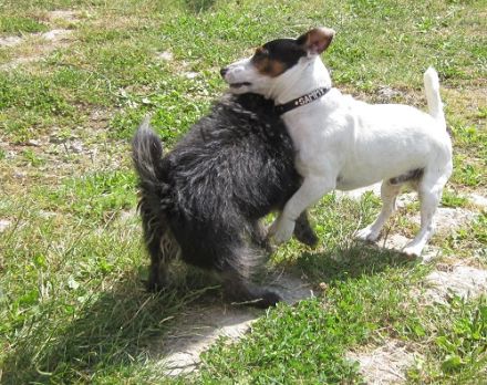 Hundepension im "ponygarden"