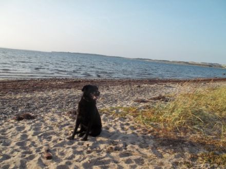 Haus in Dänemark am Limfjord