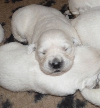 Pilliklubin Cool Traveler