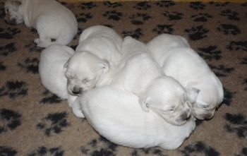 Pilliklubin Cool Traveler