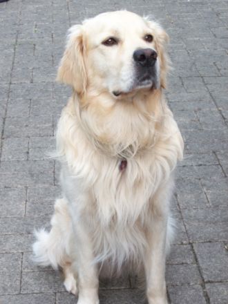 HEKTOR vom Silberberg