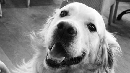 HEKTOR vom Silberberg