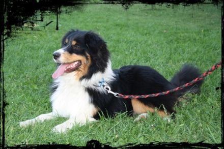 Lakeland s Speed King Buddy