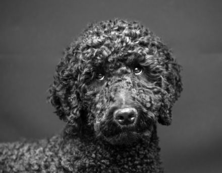 Amigo vom Kirschgarten