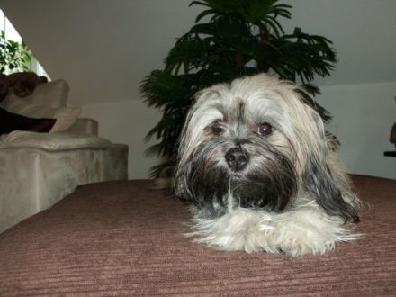 August "Keks" von Wilmas Wunder