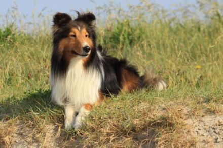 Sancho vom Rindsberg