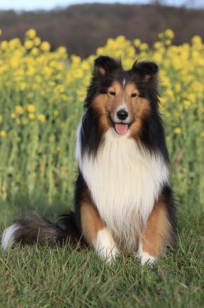 Sancho vom Rindsberg