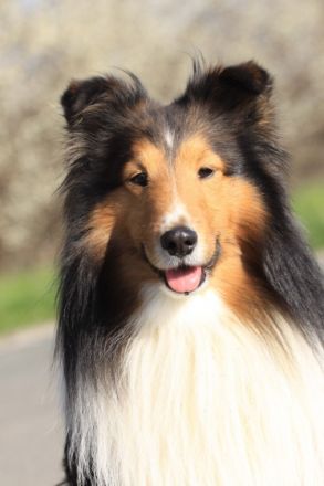 Sancho vom Rindsberg