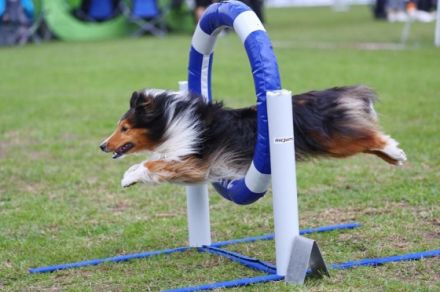 Sancho vom Rindsberg