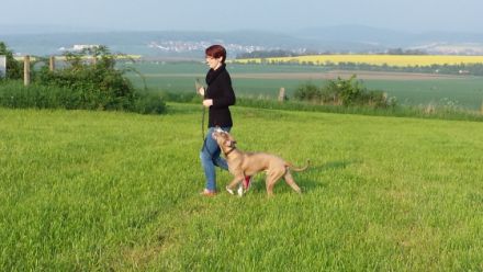 Hundeschule mal ganz anders