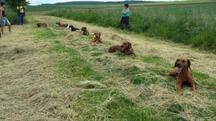 Hundeschule mal ganz anders