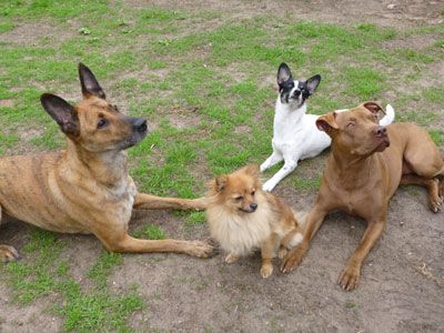 Animal Keeping Coach