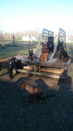 Hundetagesstätte Freiberg