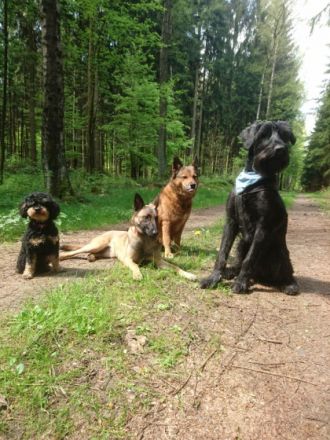 Hundetagesstätte Freiberg