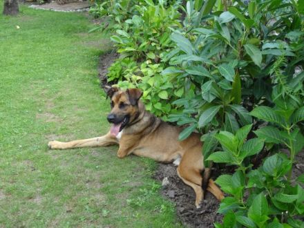 Berliner Königs-Rudel - Ausführservice / Dogwalkin