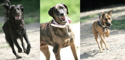 Berliner Königs-Rudel - Ausführservice / Dogwalkin