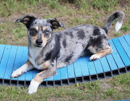 Hundeschule Pfotenranch Sellmecke