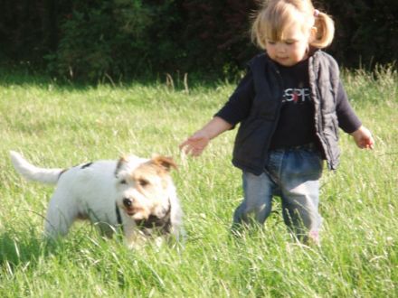 Hunde-Parkhotel, Hundepension