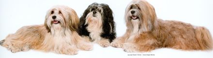 Lovely's