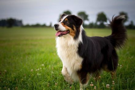 Haidriver´s Black Point